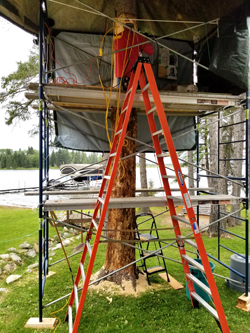 Spruce Carving Anglin Lake 2018   .....Photography by K Davidson - Doris on scaffold